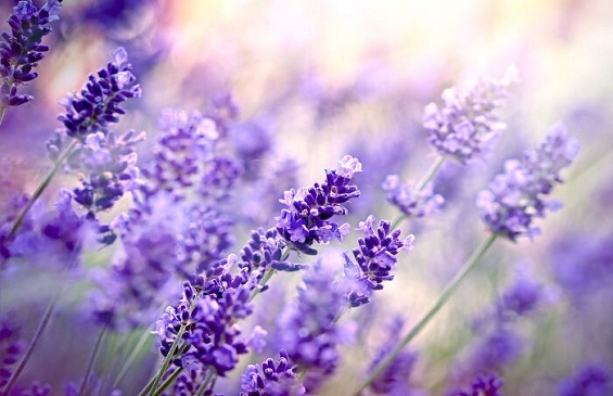 Thư giãn với tinh dầu Lavender